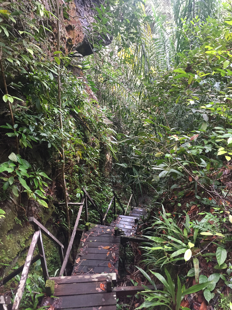 Im Regenwald