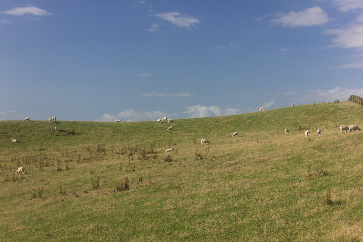 Sanfte Hügel und grasende Schafe